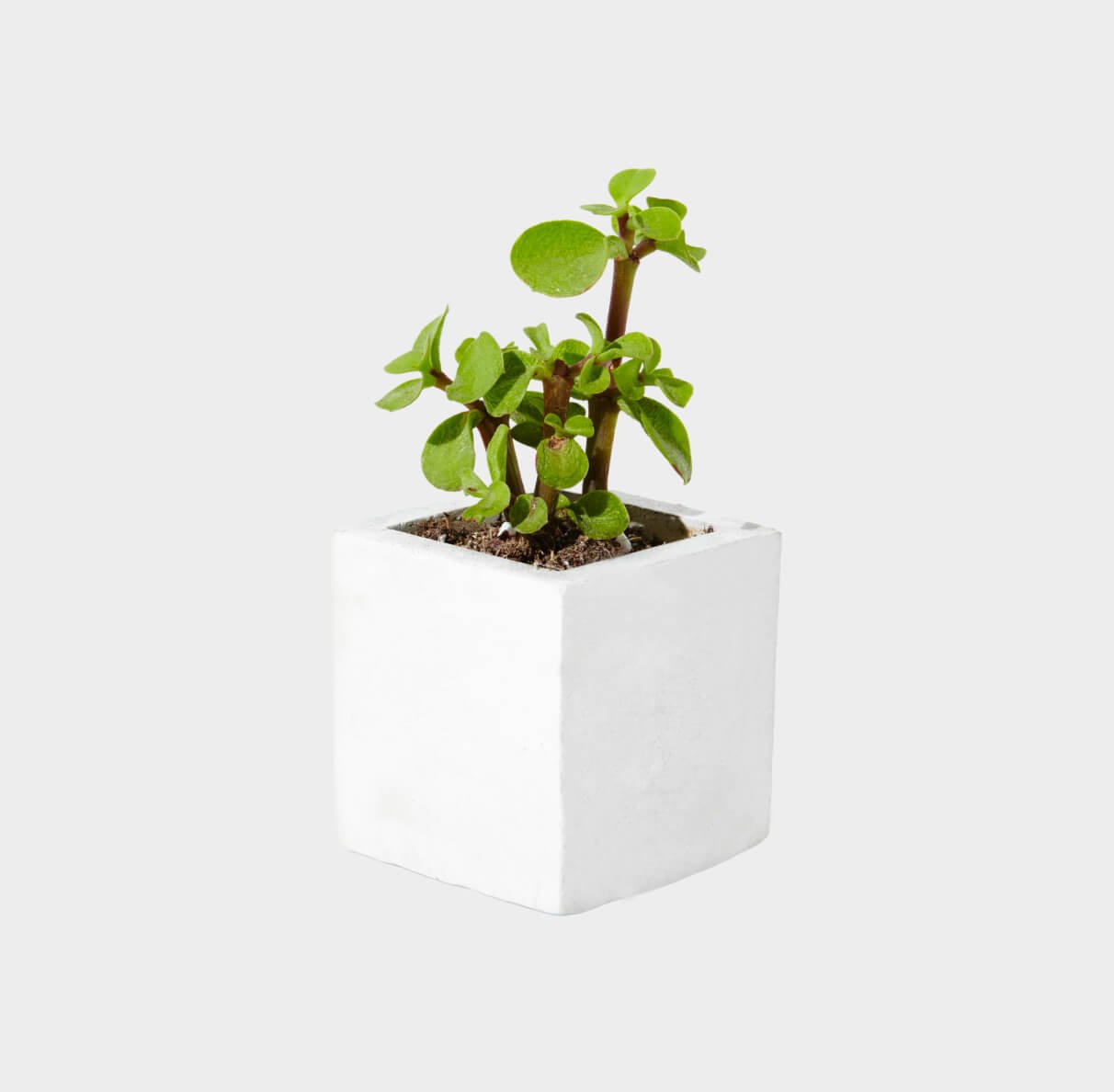 Indoor Decoration Plan