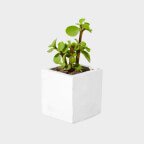 Plants - SENJU LIVING