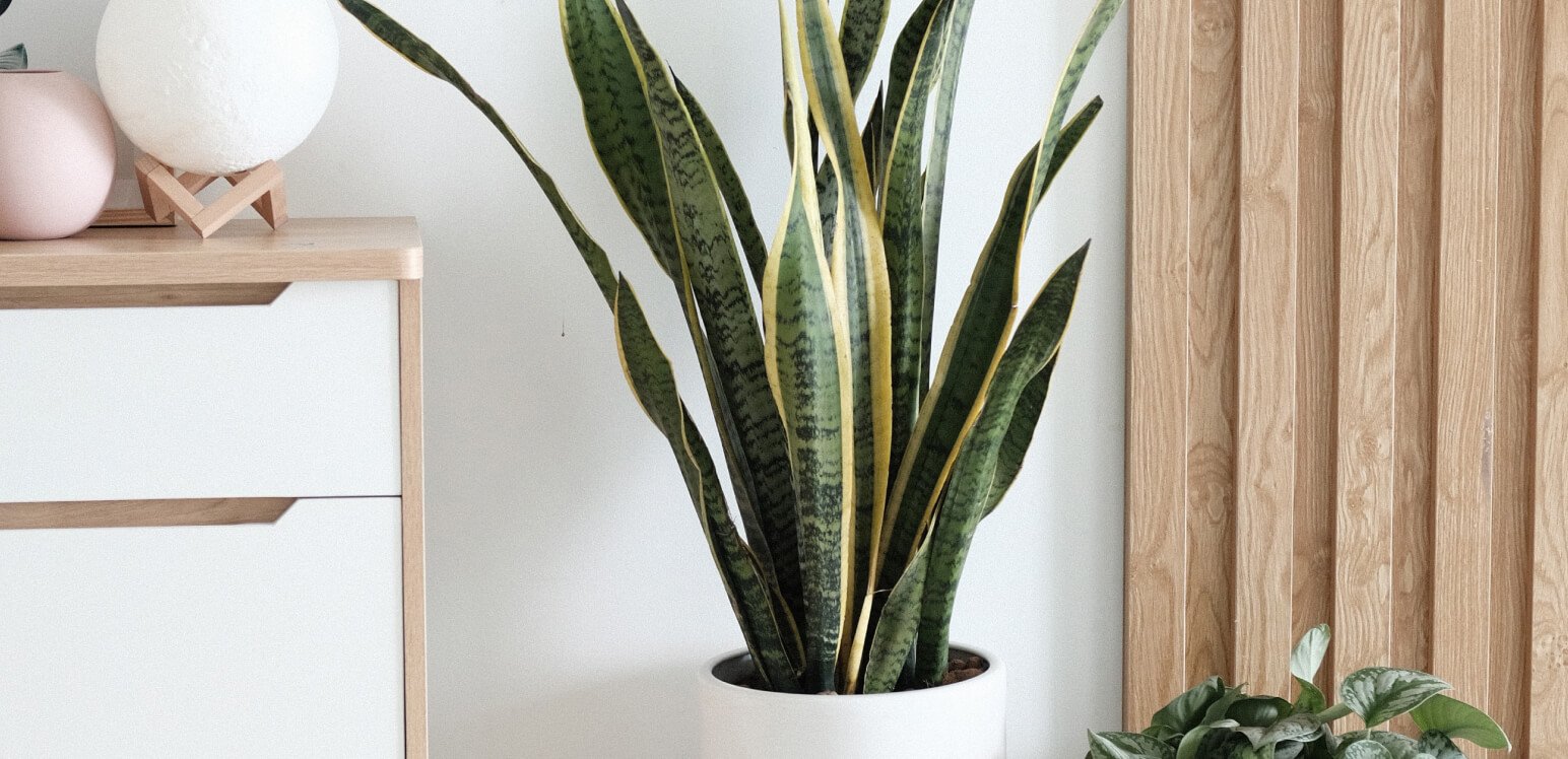 Plant - SENJU LIVING